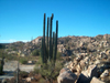 cactus in Catavina